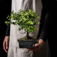 Saplings of ornamental shrubs